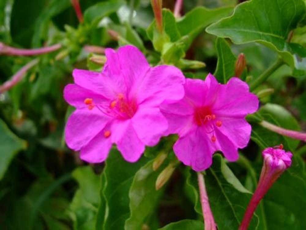 Four O Clock Flower Seeds, Pink Four O’ Clock Flower Seeds, “Cool BEANSN Sprouts