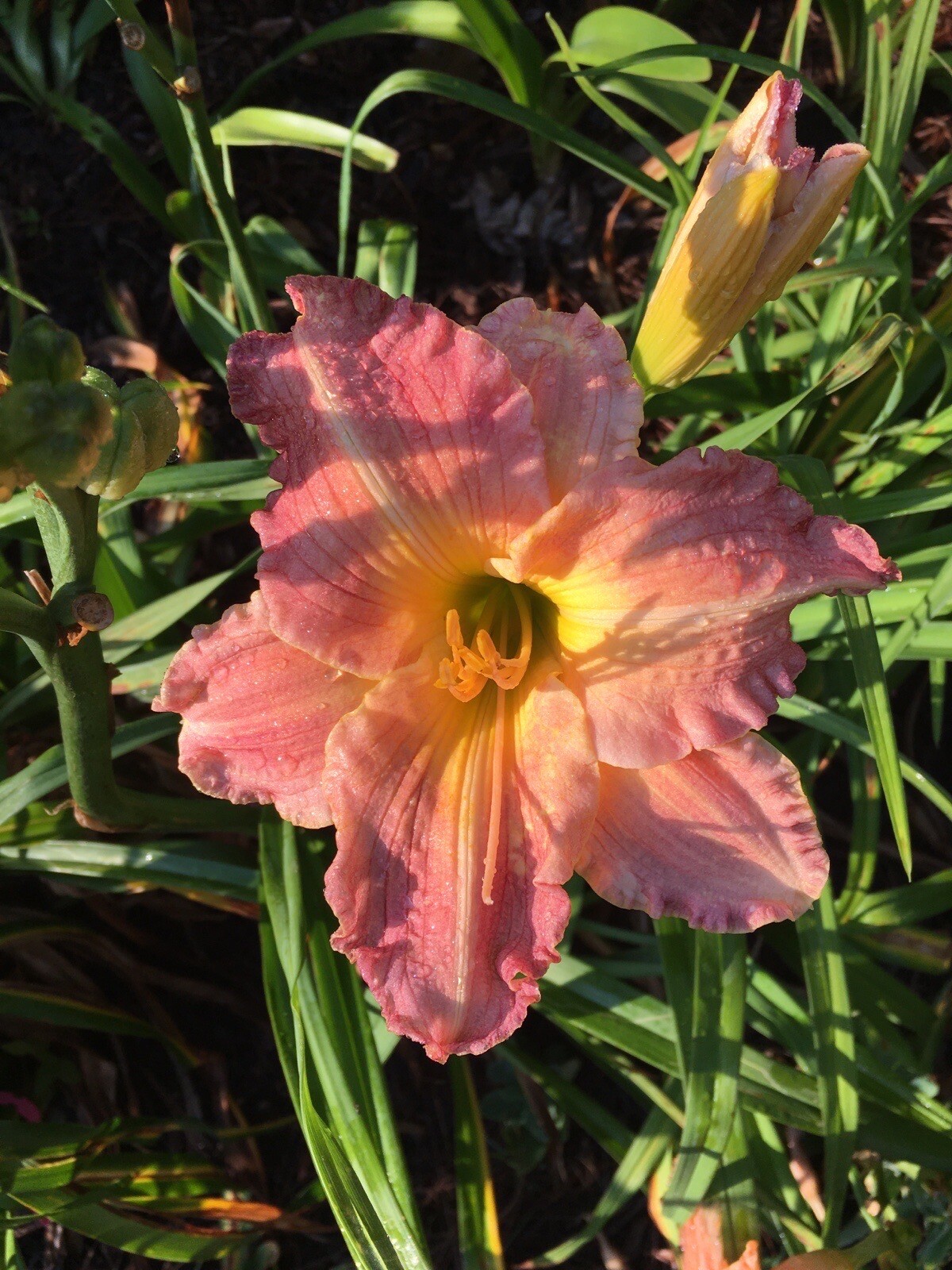 20 MIXED COLORS DAYLILY Mix Red Purple Flower Seeds FREE SHIP