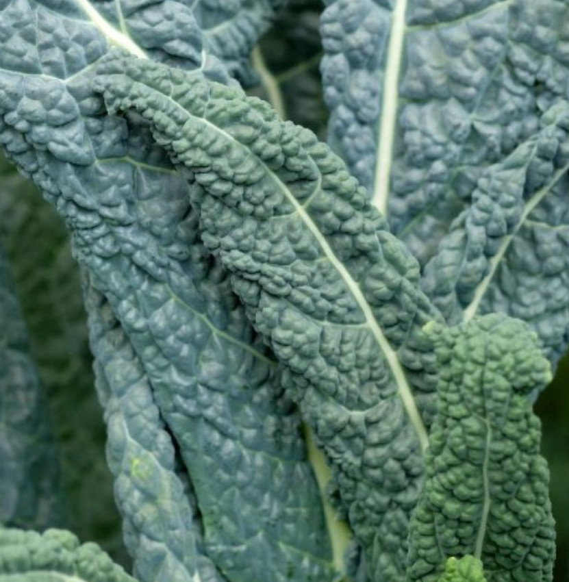 2000 Lacinato Kale Seeds, Italian Dinosaur Kale, NON-GMO, LONG – (2,000 Seeds)