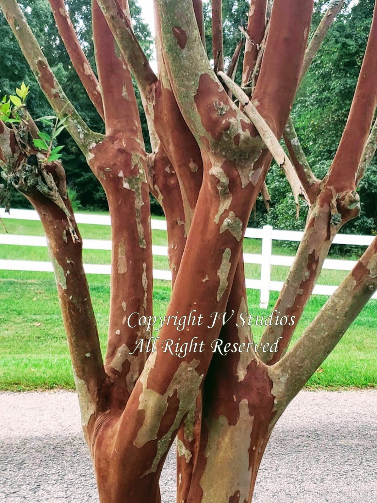 20 Heirloom Seeds Lagerstroemia indica Tree – Standard Or Container