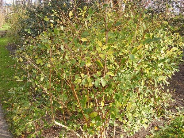 Lonicera fragrantissima | Chinese Honeysuckle | January Jasmine | 75 Seeds