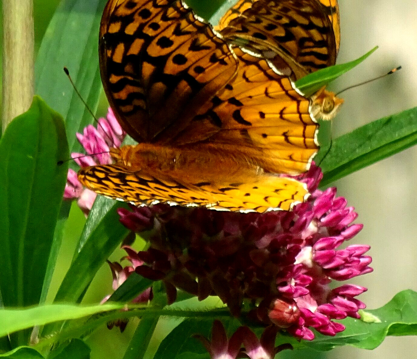 Purple Milkweed Aasclepias purpurascens Native Perennial 15 seeds 2023 Organic