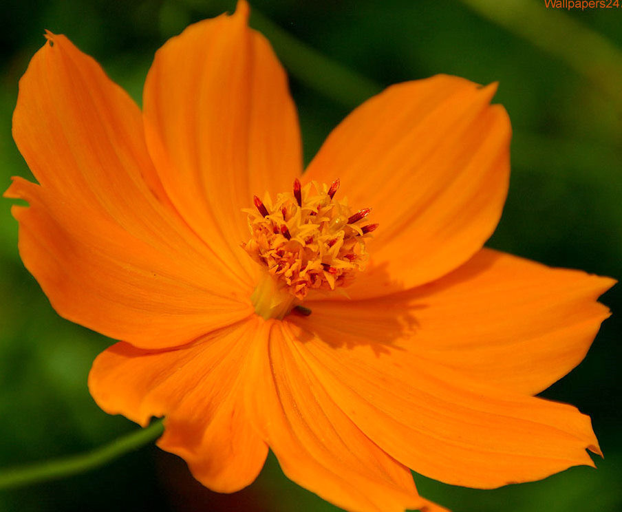 1 oz Orange Cosmos Seeds, Sulfur Cosmos, Short Variety, Heirloom Non-Gmo 3,950ct