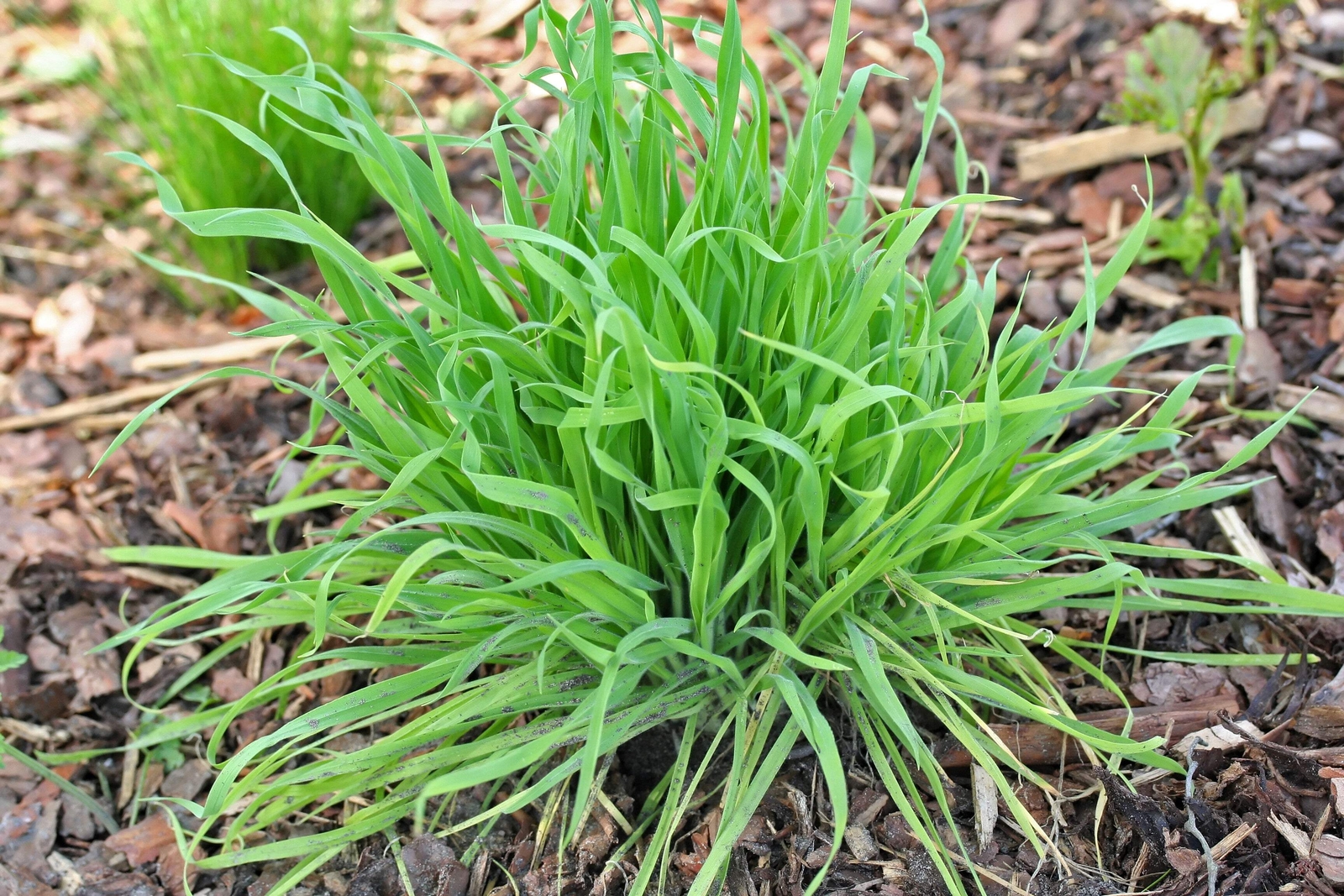 100 BUNNY TAILS GRASS (Hares Tail) Ornamental Lagurus Ovatus Seeds
