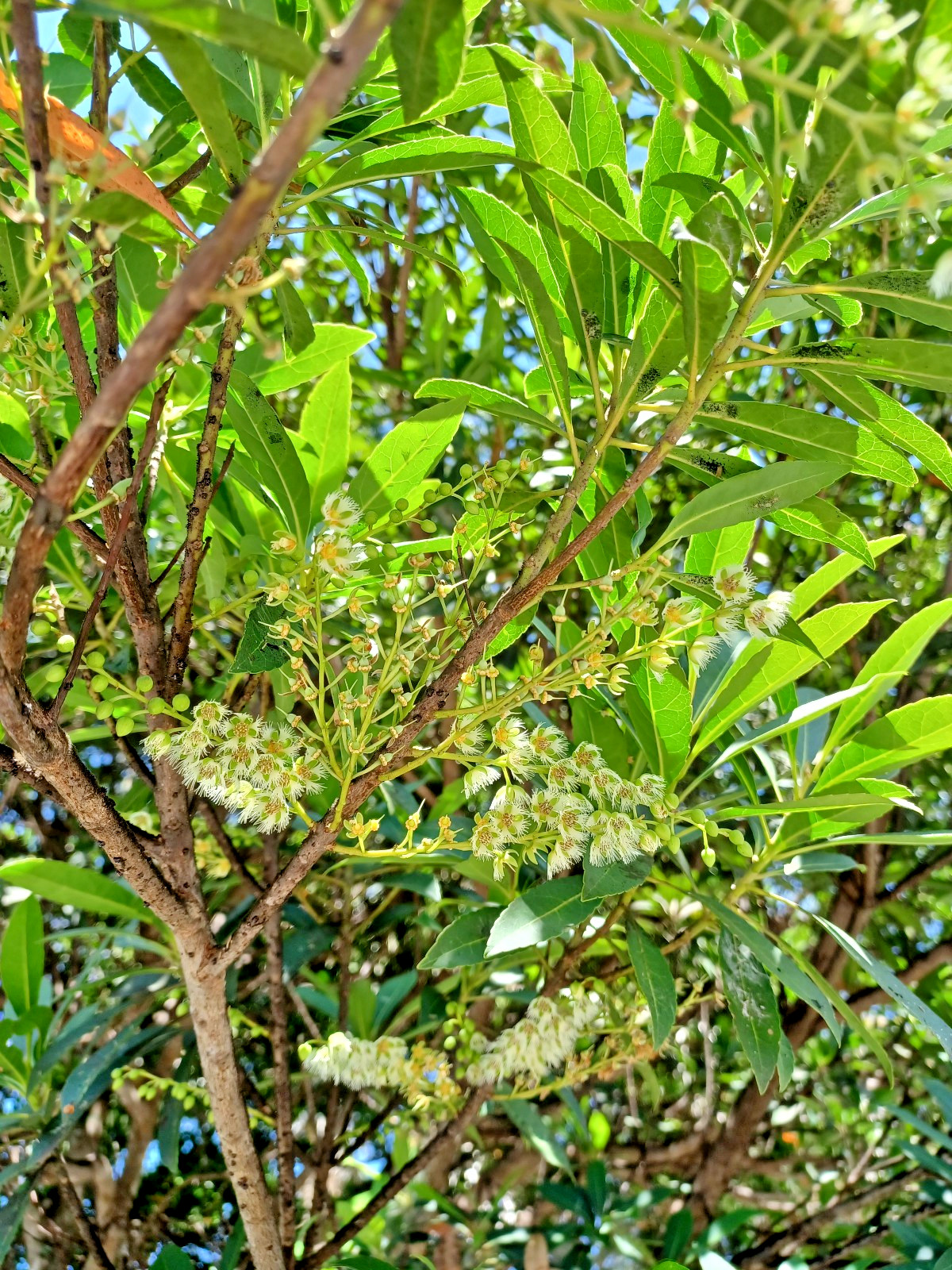10 Japanese Blueberry Seeds, Elaeocarpus dentatus (Gathered 2025)