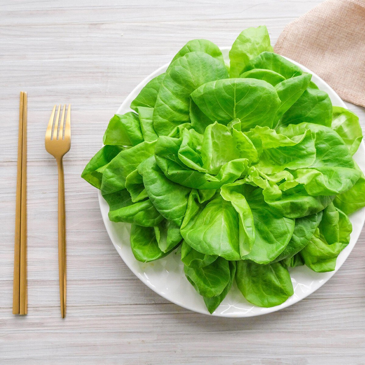 800+ WHITE BOSTON BUTTERHEAD LETTUCE SEEDS FRESH HARVEST FOrR GARDENS