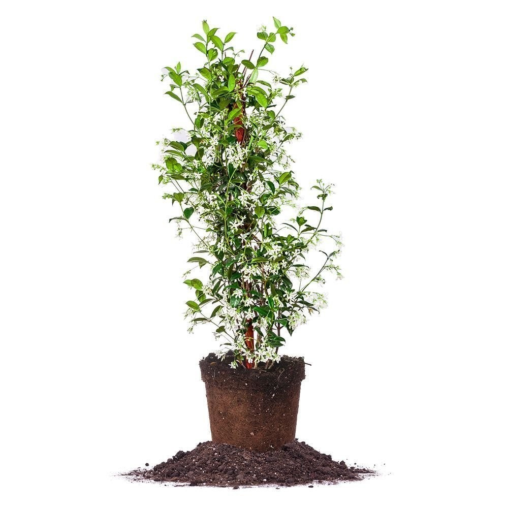 Confederate Jasmine Live Plant in 3 Gallon Pot – Fast-Growing, Low Maintenance