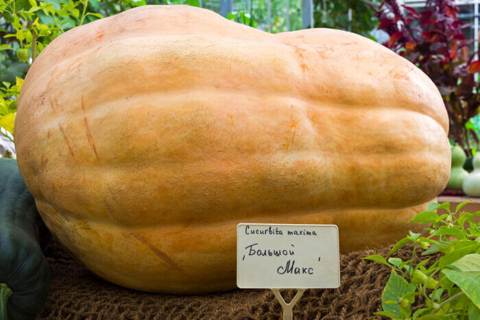 25+ Big Max Pumpkin Seeds for Garden Planting – USA – FREE SHIPPING!