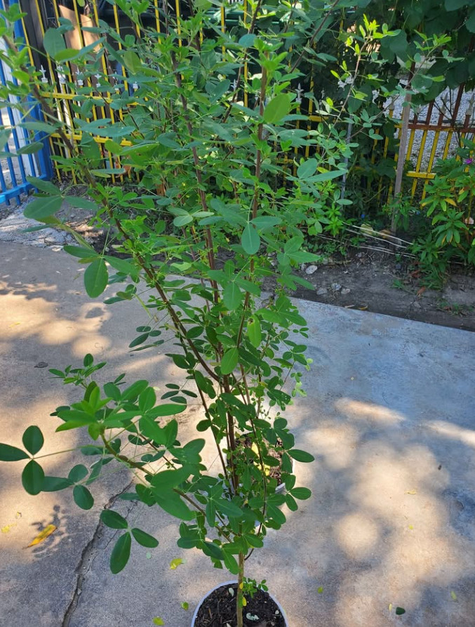 10 Fernaldia Pandurata Loroco Seeds& 30 Chipilin Seeds Crotalaria Longirostrata