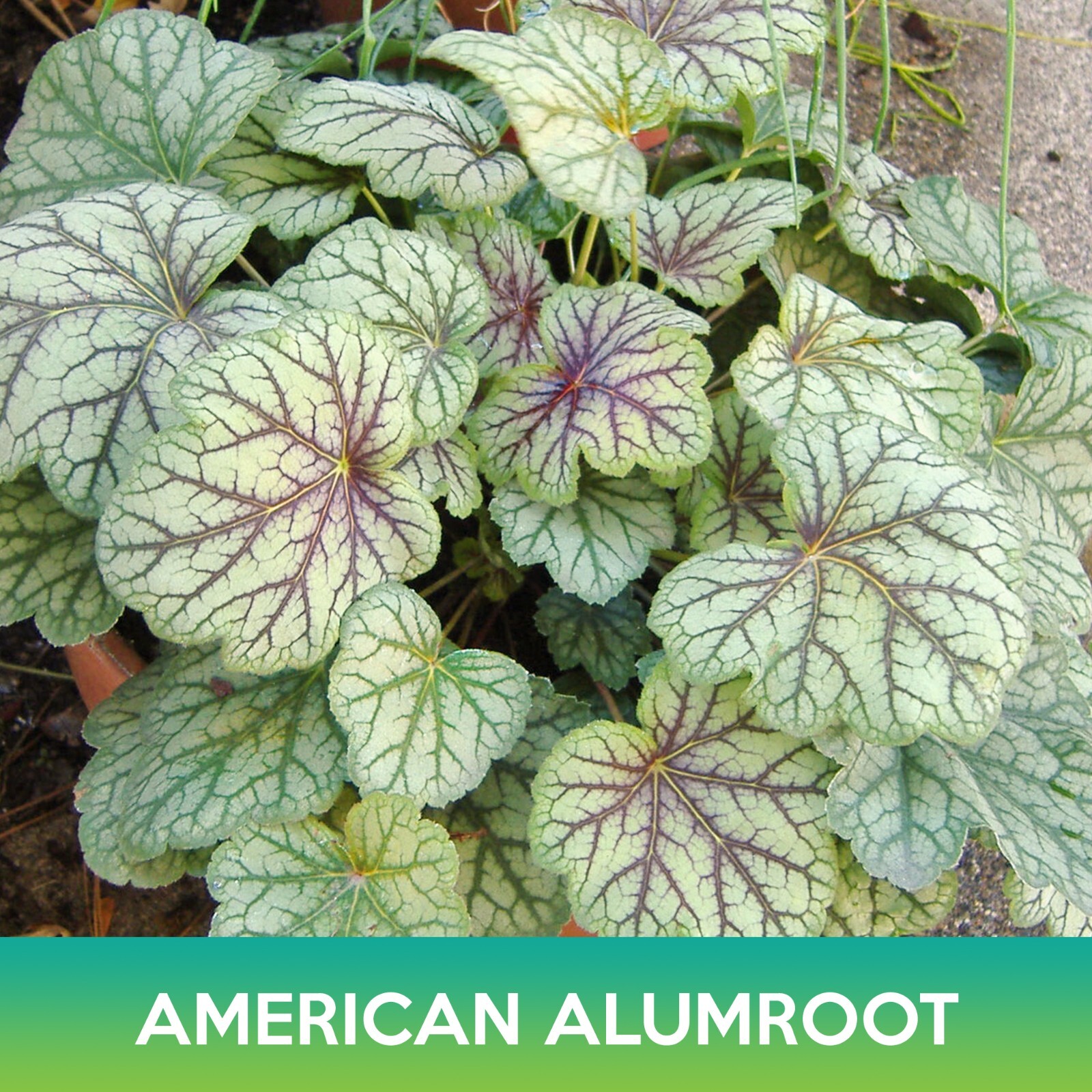 American Alumroot Seeds, Coral Bells, Heuchera Americana Dale’s Strain