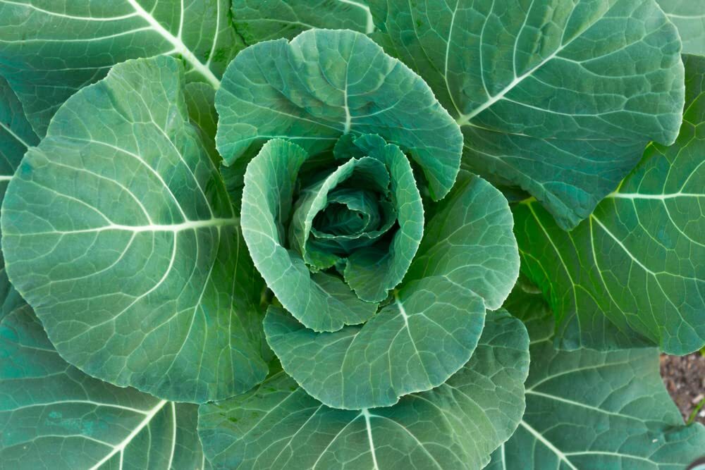 Collard Green Seeds for Planting – 100 Georgia Collard Seeds – Hi Yield and Grea