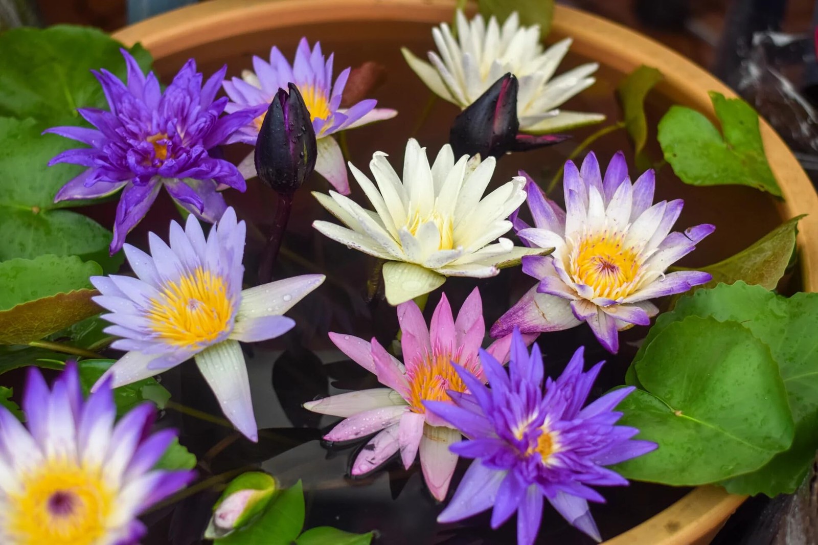 100 Mixed Bowl Lotus Seeds, Aquatic Lotus Seeds for Planting, Bonsai Lotus Fl…