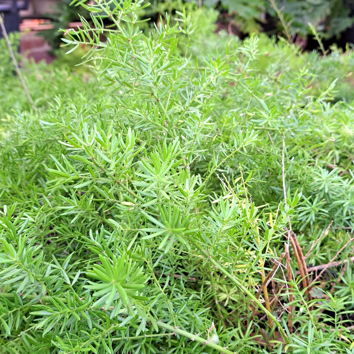 Asparagus densiflorus mazeppa, Asparagus Fern. 10 Seeds. Free Shipping!