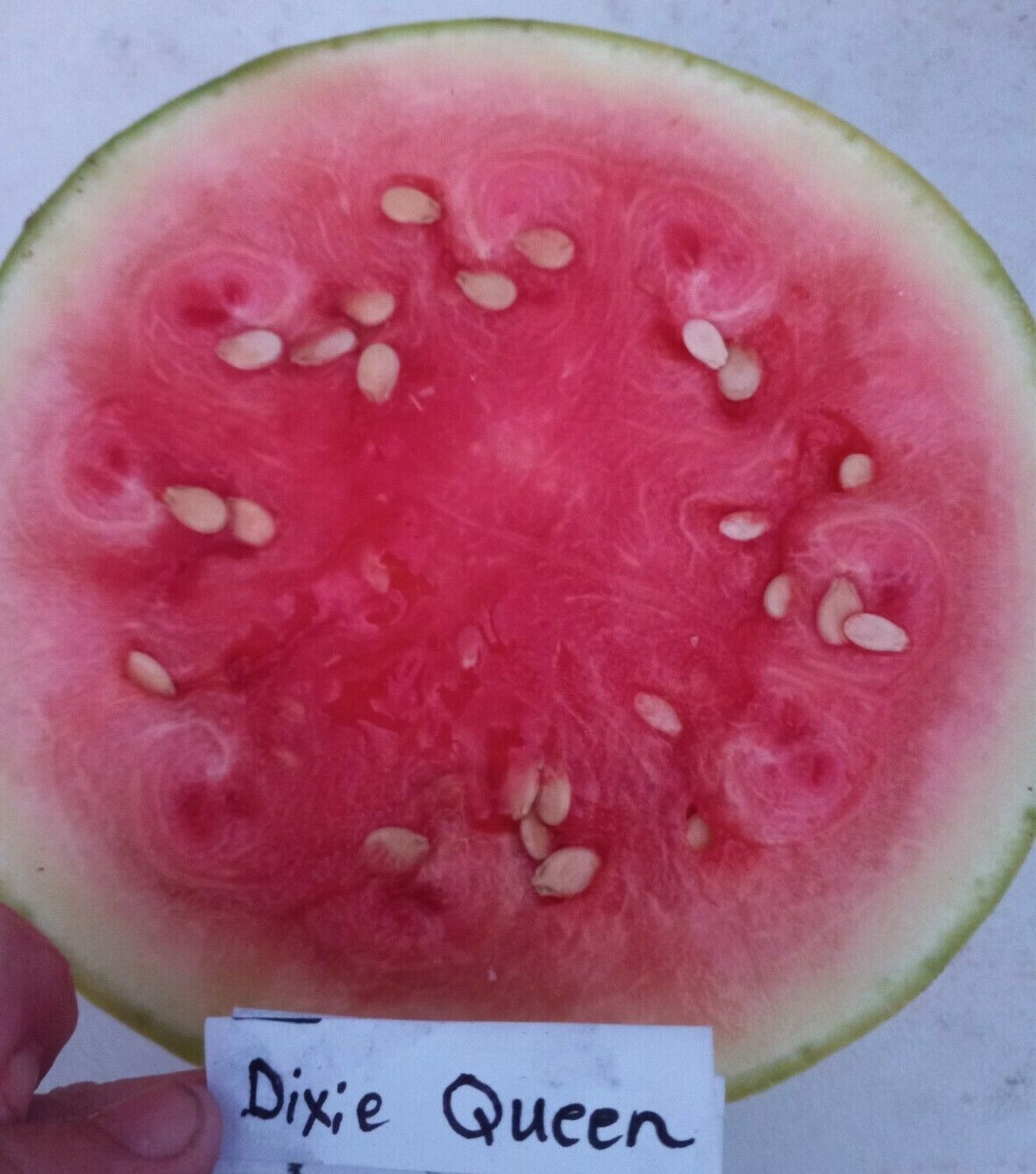 Dixie Queen Watermelon Seeds