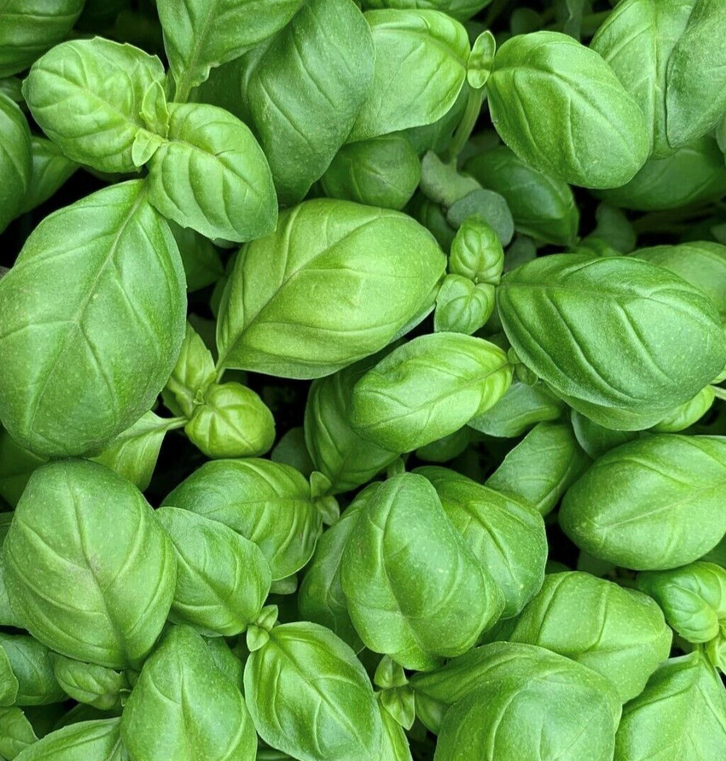 GENOVESE BASIL SEEDS 600+ “SWEET” ANNUAL herb GARDEN non-gmo FREE SHIPPING