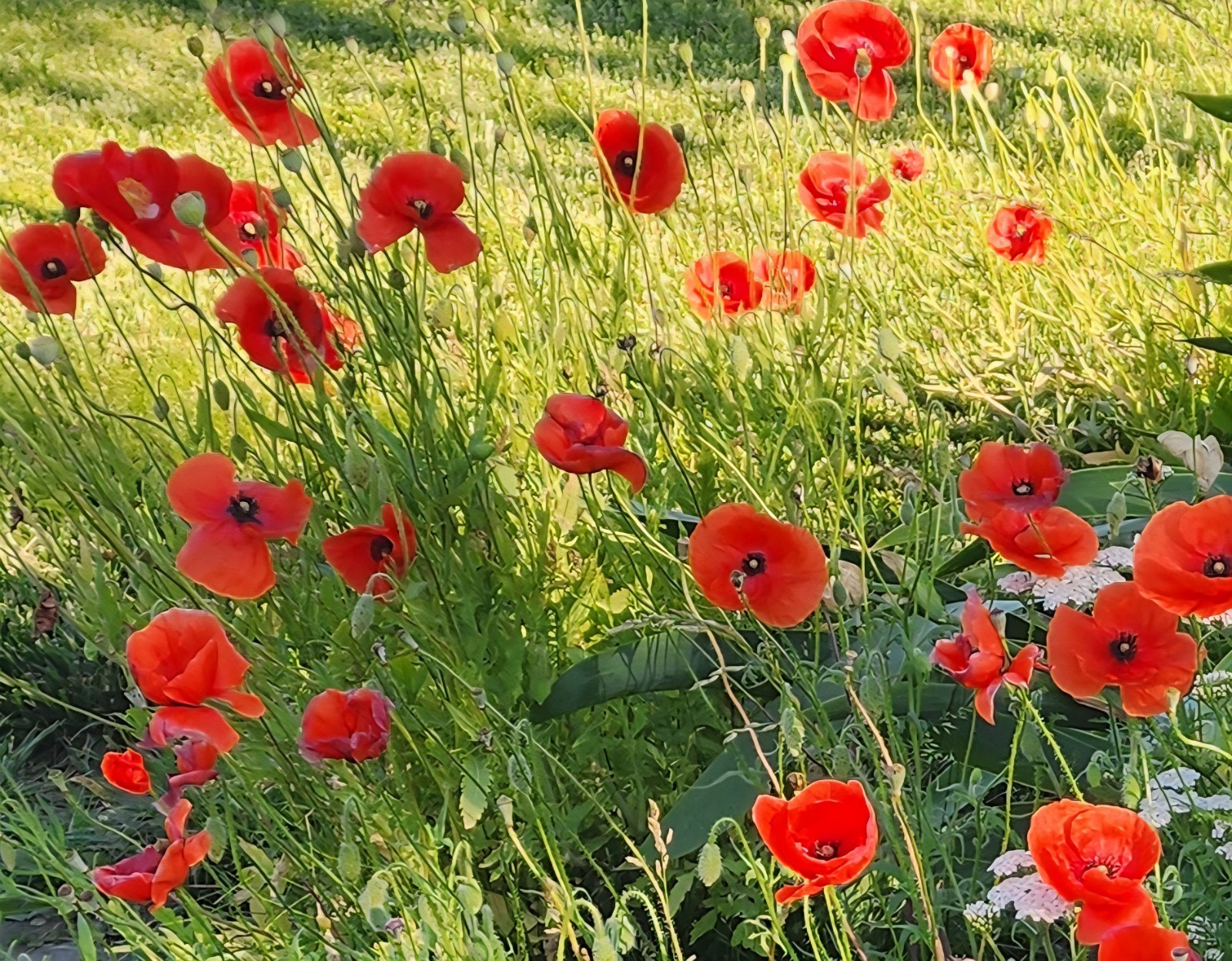 organic red poppy seeds for planting, collected in fall of 2025