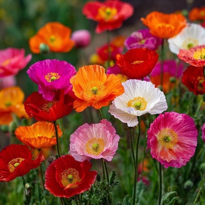 10,000+ Mixed Poppy Flower Seeds for Planting – Field Poppy Flower Seeds, Bul…