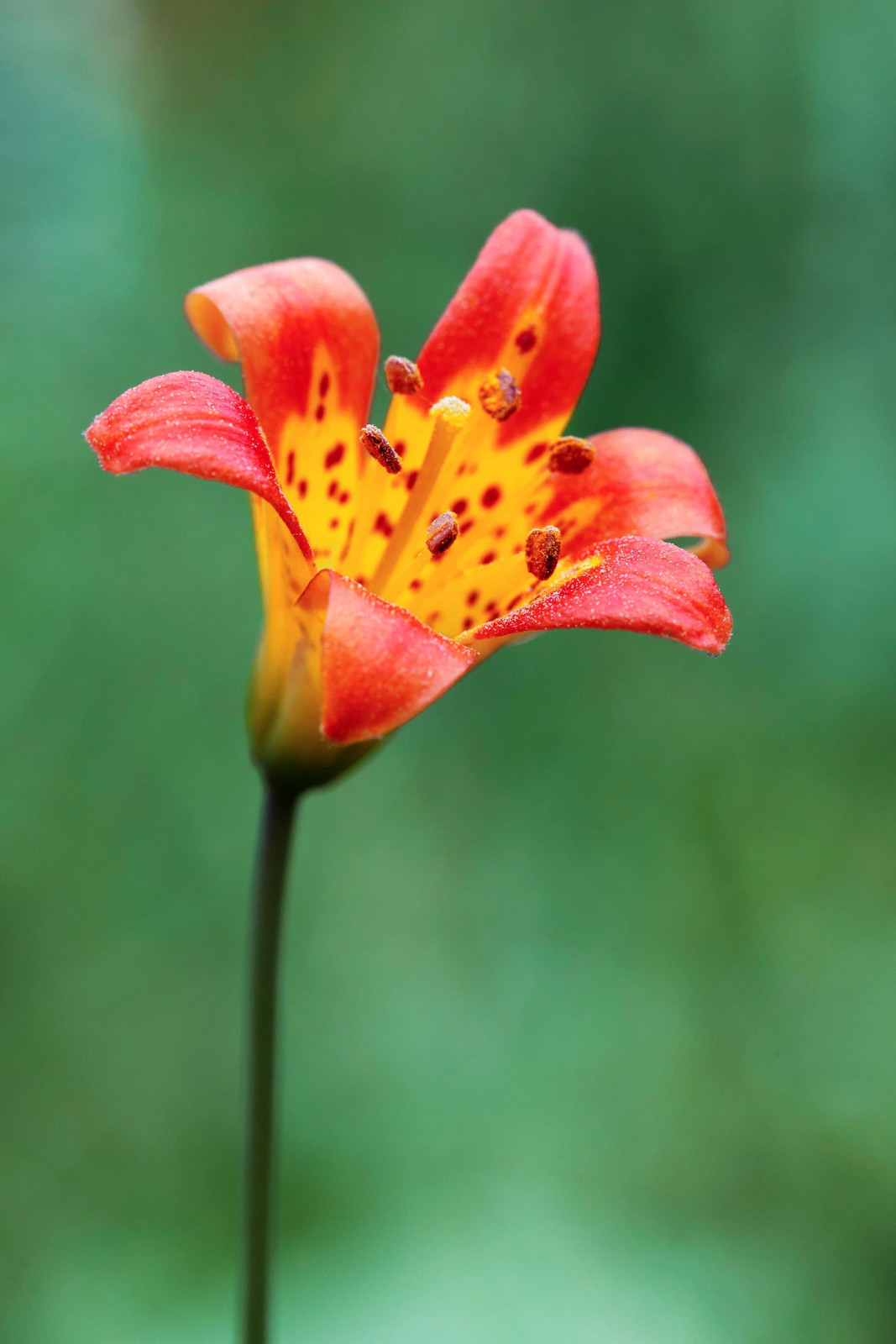 15 WESTERN HYBRIDS LILY Tiger Leopard Lemon Alpine Color Mix Lilium Flower Seeds