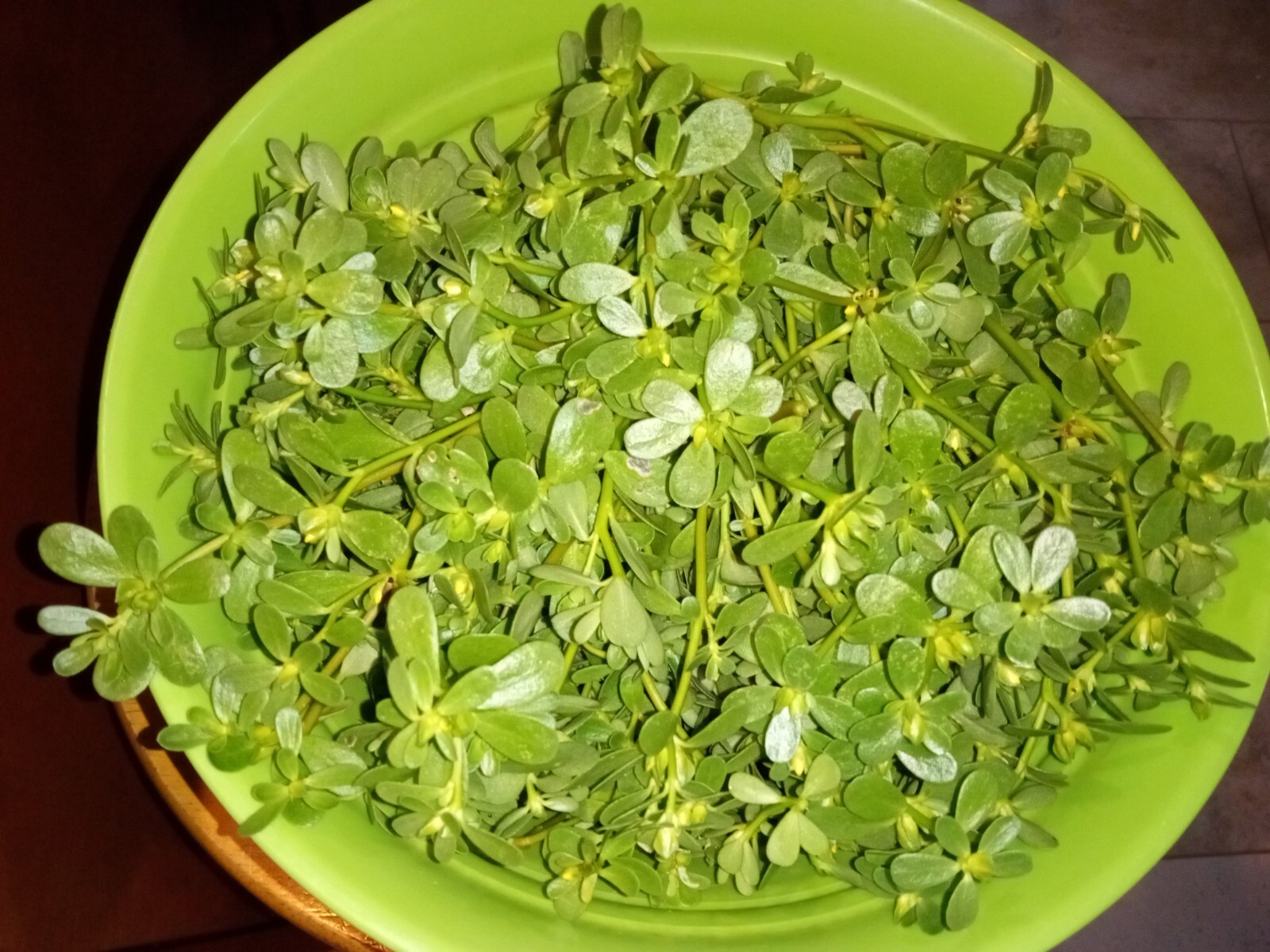250+ Organic Purslane Seeds( Portulaca Sativa) Green Edible Annual Herb.