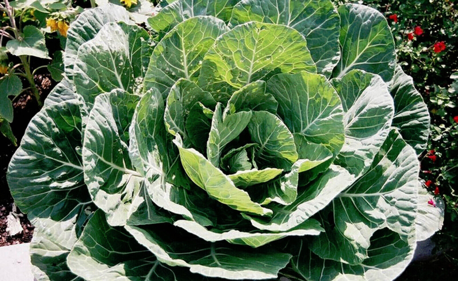 SCARBOROUGH SEEDS 500 COLLARD GREENS SEEDS, GEORGIA SOUTHERN, HEIRLOOM
