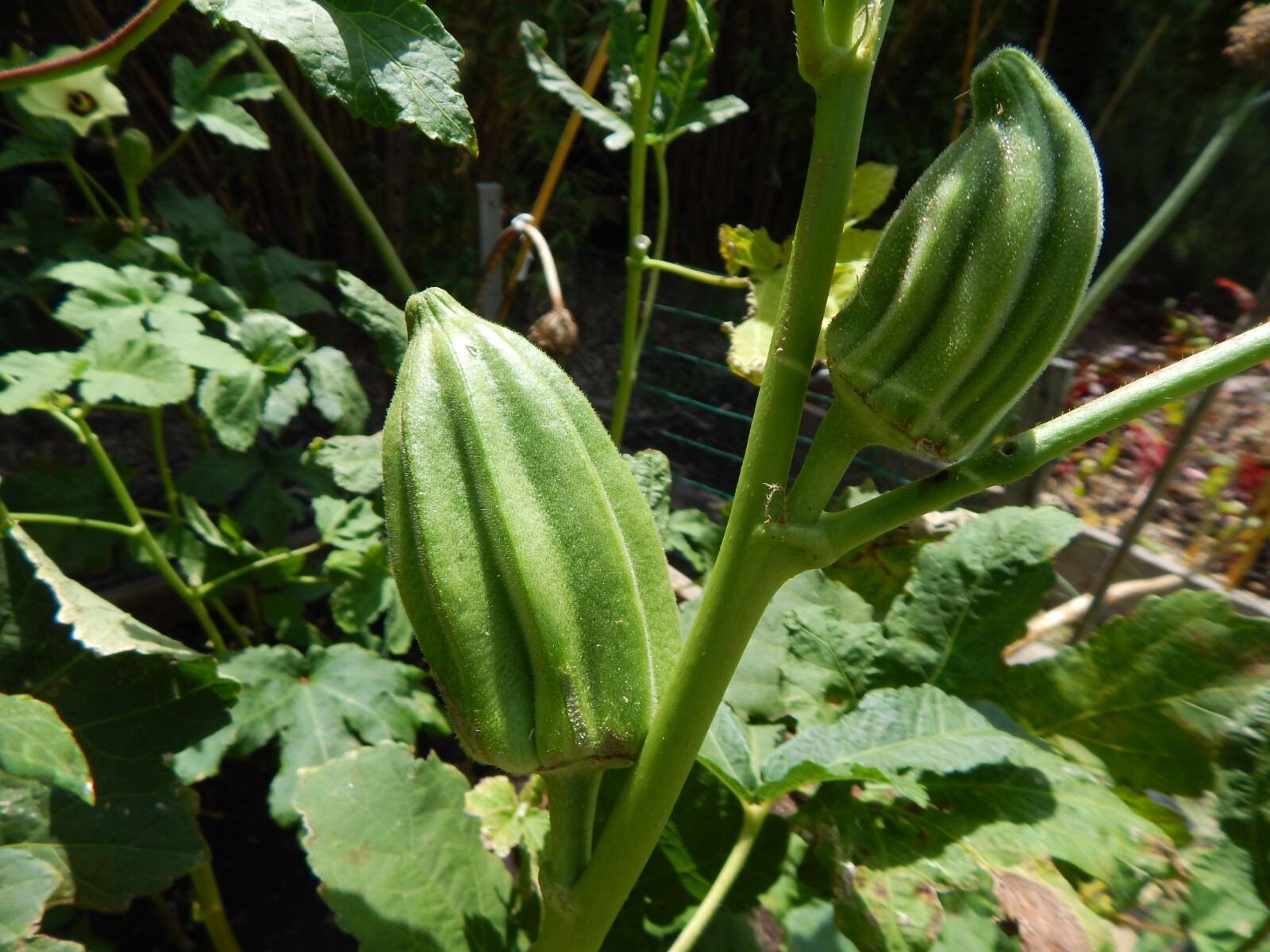 “BIG OKRA” – 25 Fresh Seeds “The Star of David” aka Old Fashioned Okra Heirloom