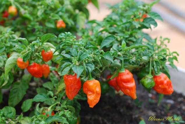 BHUT JOLOKIA * GHOST PEPPER BULK 100 WORLDS HOTTEST * 1 MILLION SCOVILLE UNITS