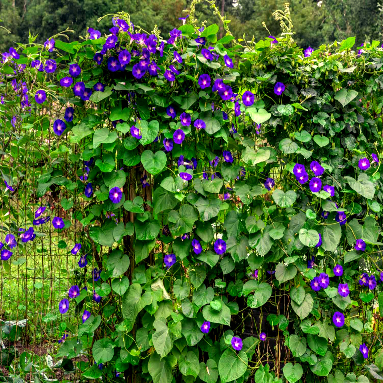 20 PURPLE MORNING GLORY FLOWER VINE SEEDS (Ipomoea purpurea) Hardy Climber Plant