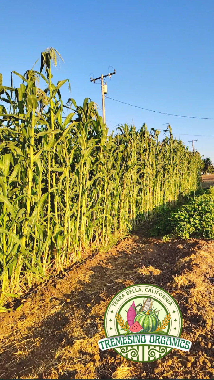 Mexican Conico White Corn 50 Seeds- Maiz Conico Mexicano, 50 Semillas