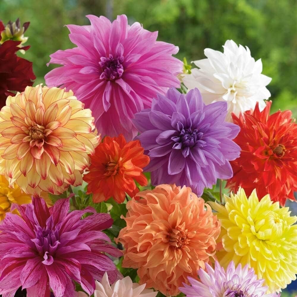 Mixed Dinnerplate Dahlia Bulbs – Assorted Colors – 3 Large Tubers