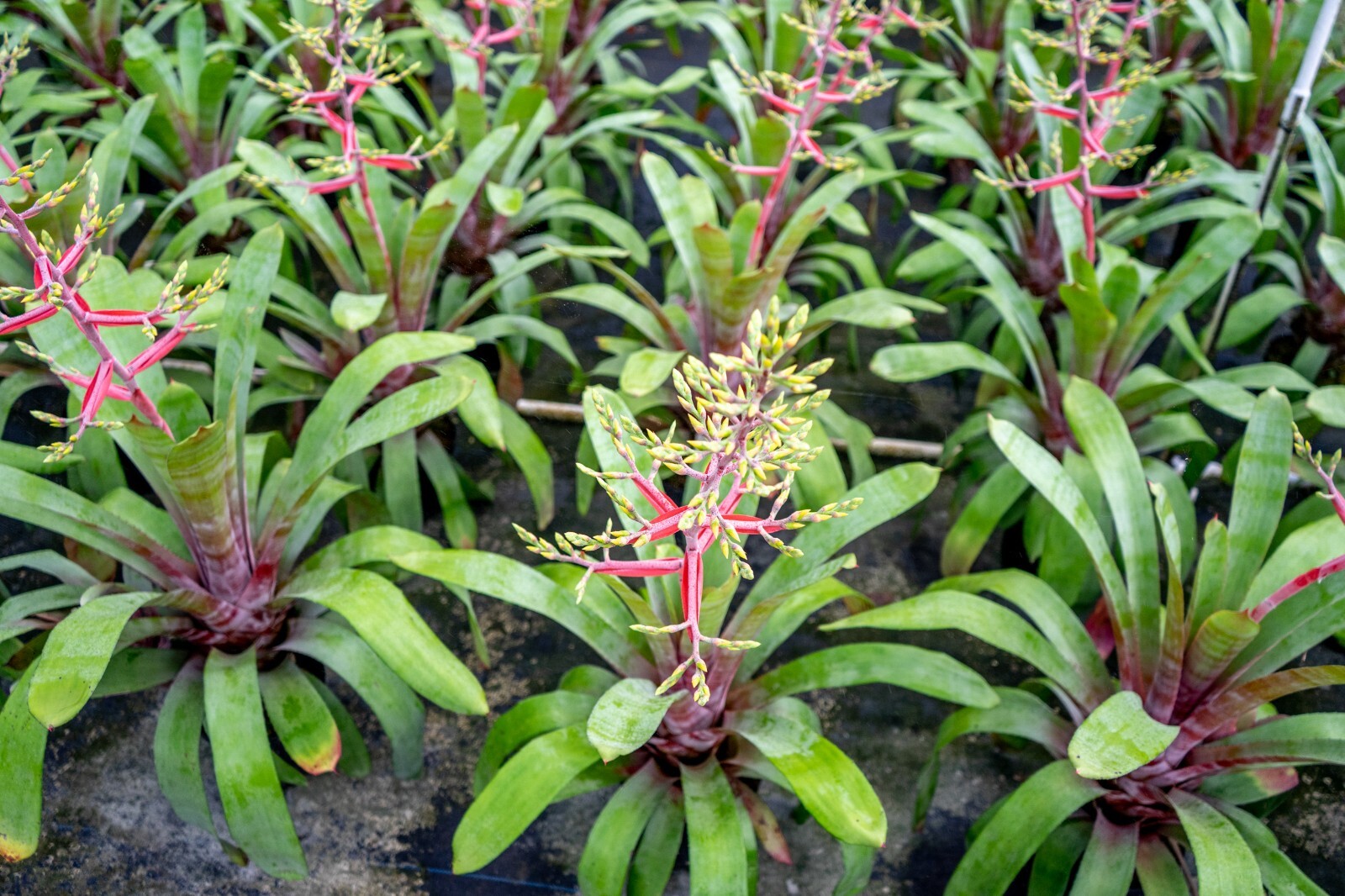 Aechmea Greg Pot 9