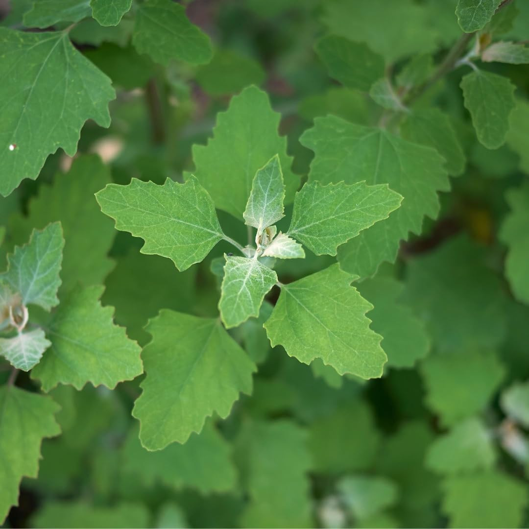 Lambs Quarters Seed for Planting – Ideal for Medicinal Planting – Herb Gardens (
