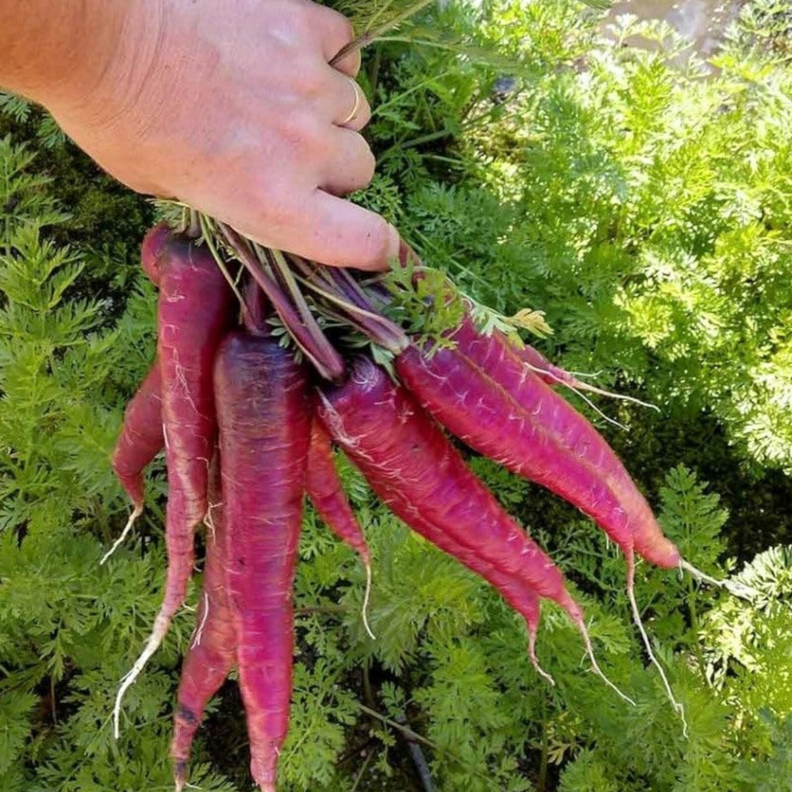 Purple Carrot Seeds – 1000 Count – Non-GMO Heirloom Garden Vegetable.