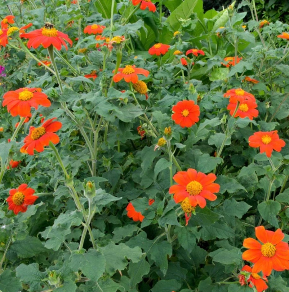 60+ Mexican Sunflower Seeds **Fresh Seeds* ~~Free Shipping~~