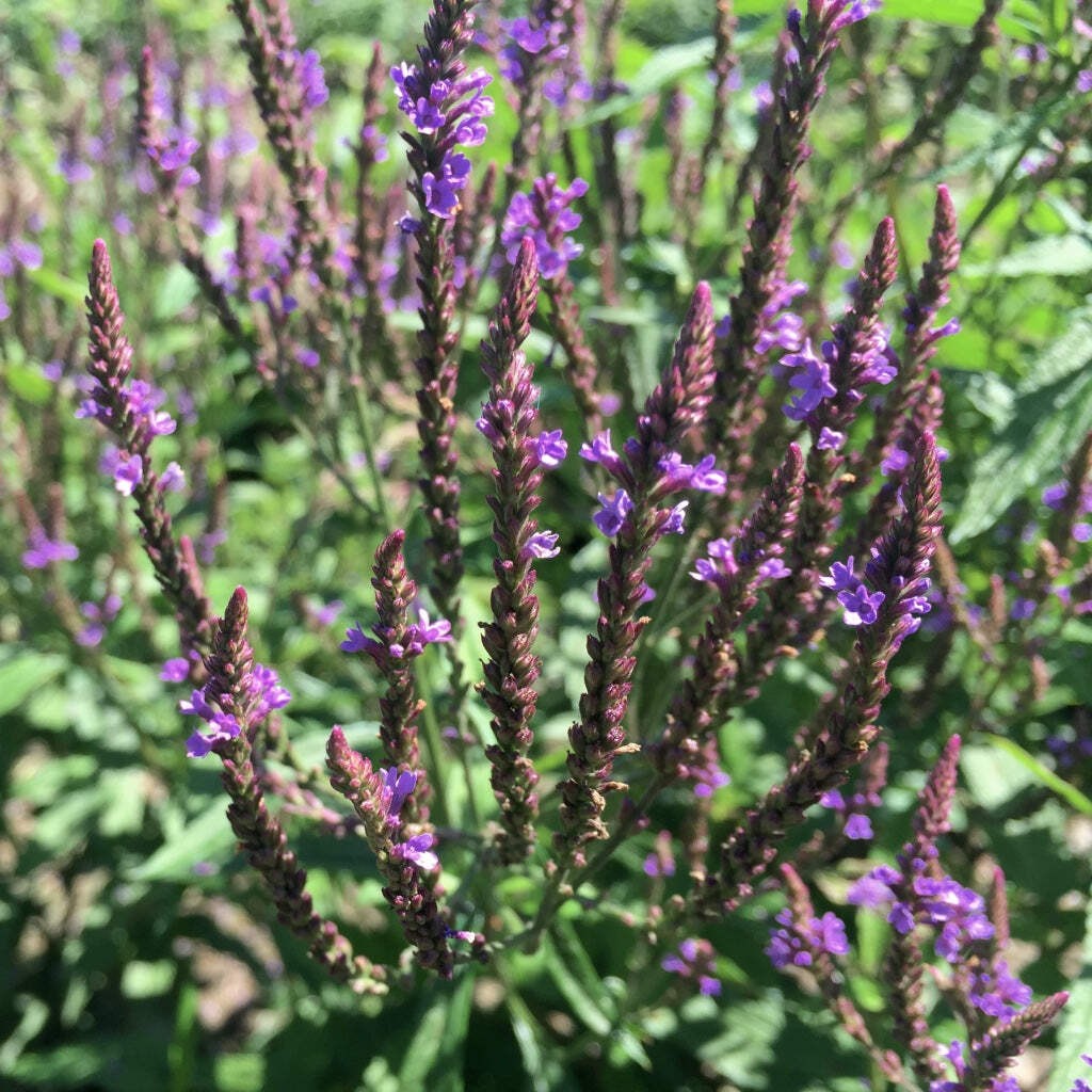 Blue Vervain Seeds (Verbena hastata) ~Traditional Herb Native Wildflower Garden