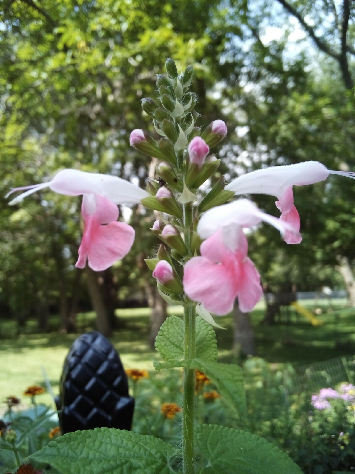 20 SEEDS CORAL NYMPH SALVIA