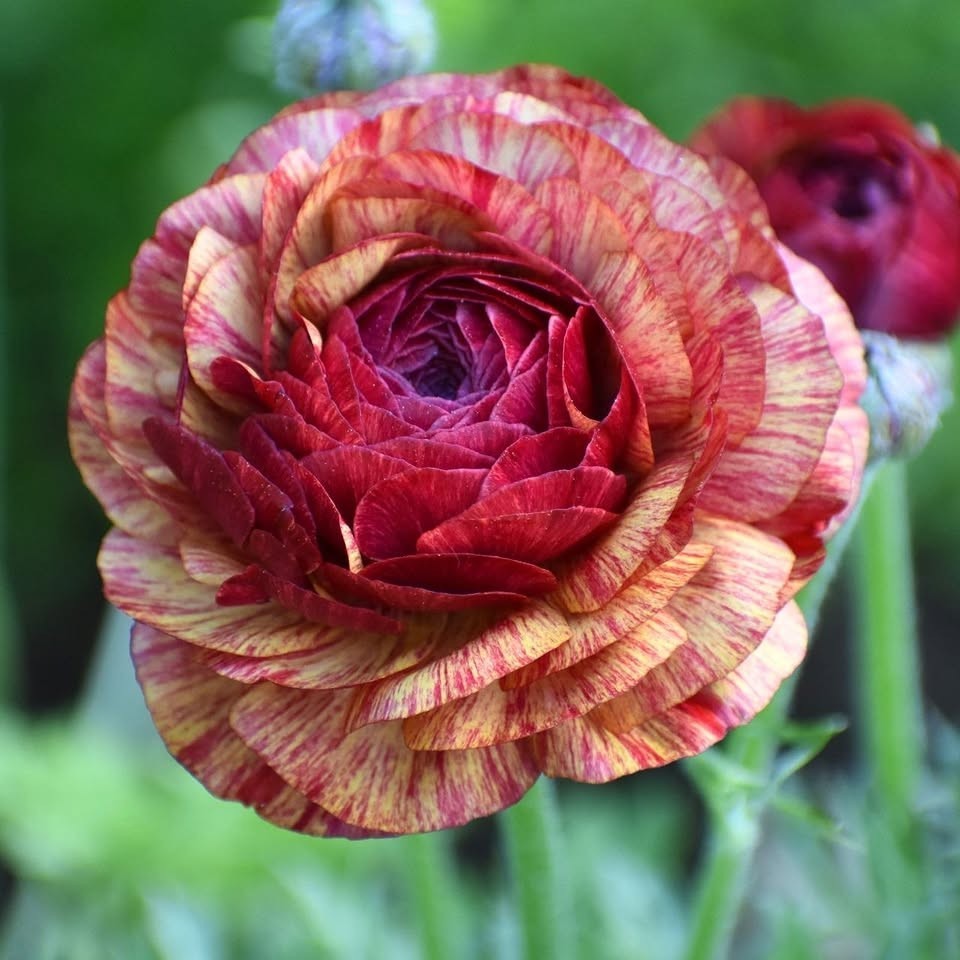 10 Ranunculus Flower Bulbs Cafe Corms Buttercup Peony Rose Florist Flowers Plant