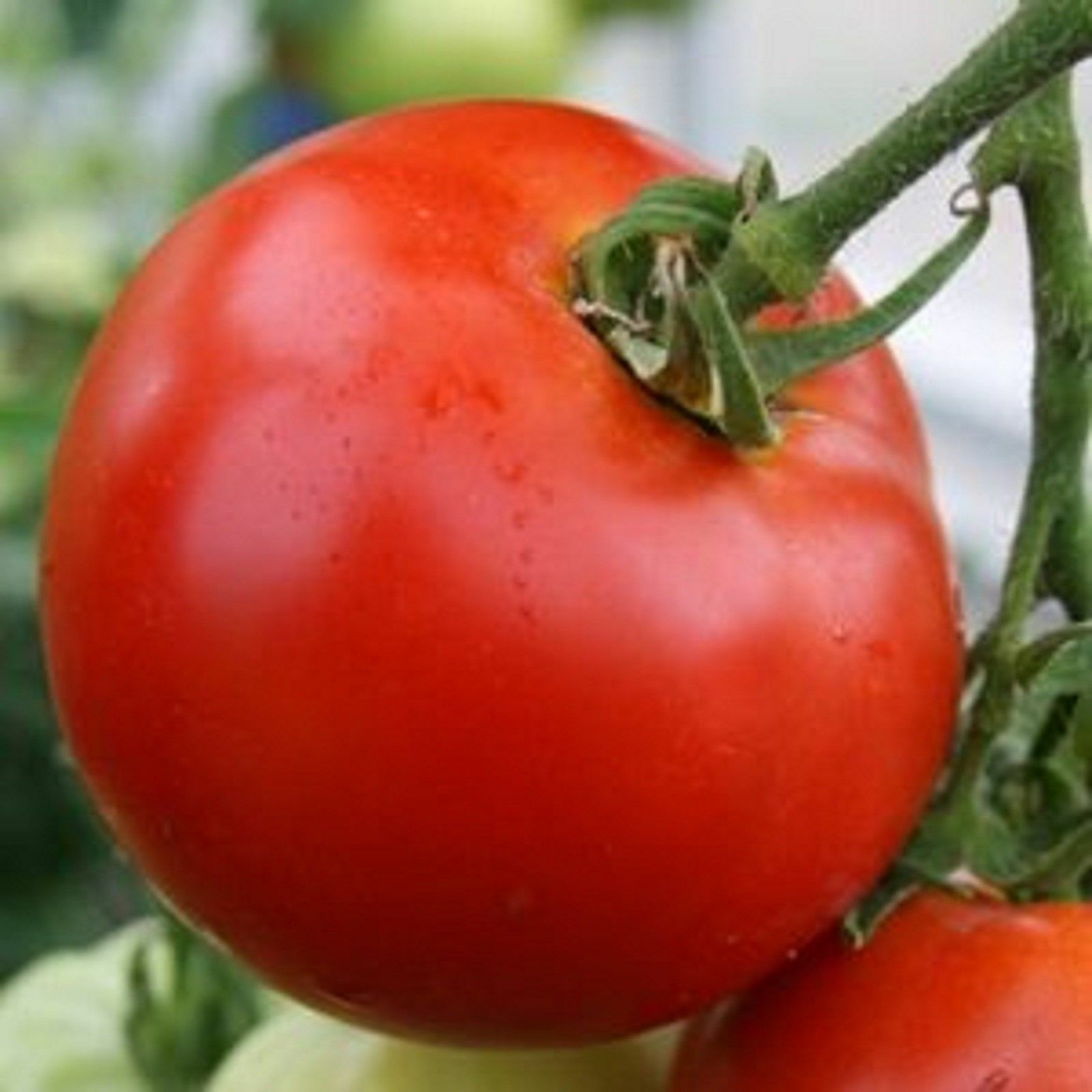 Abe Lincoln Tomato Seeds, Large Round Tomato, Heirloom, NON-GMO, FREE SHIPPING