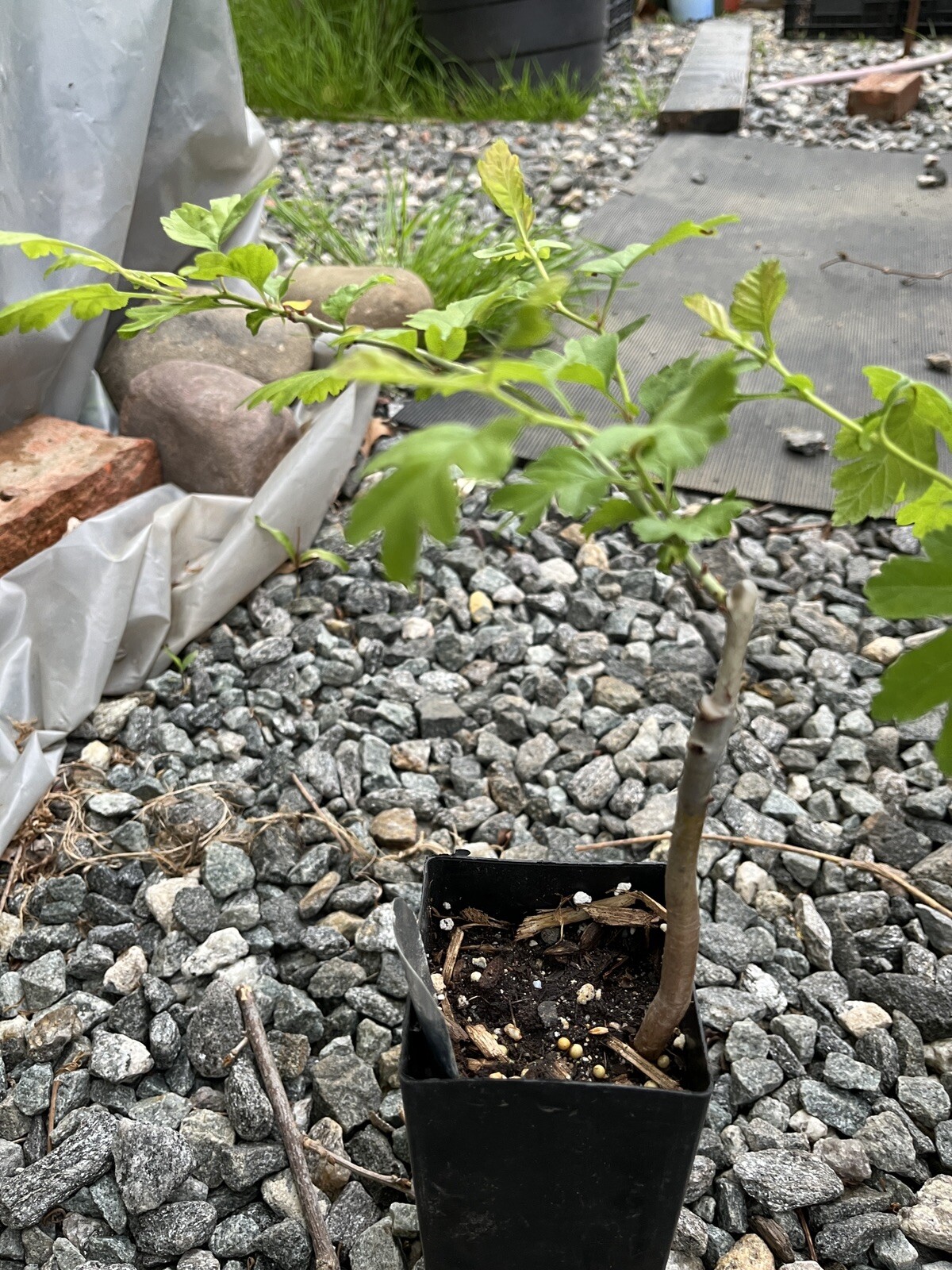 12-18” Tall Golden Girl black hawthorn (Crataegus sp.) 1 year old grafted plant