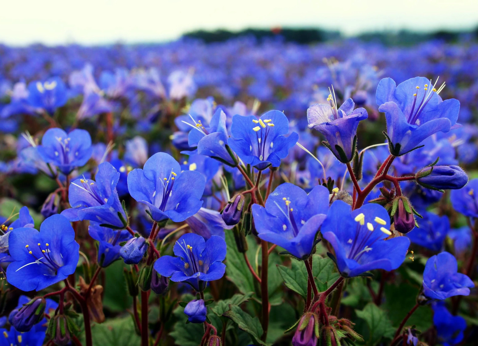 California Bluebell Seeds | Phacelia Blue Canterbury Wild Desert Bells Seed 2025