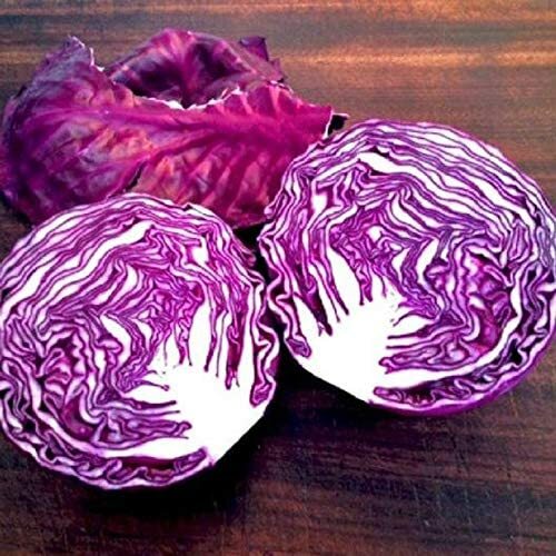 250 Red Acre Cabbage Seeds Made in USA Ships from Iowa