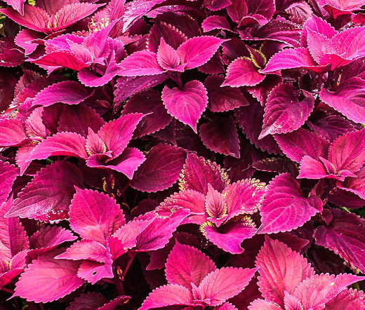 COLEUS JAZZ VELVET Solenostemon Scutellarioides – 40 Bulk Seeds