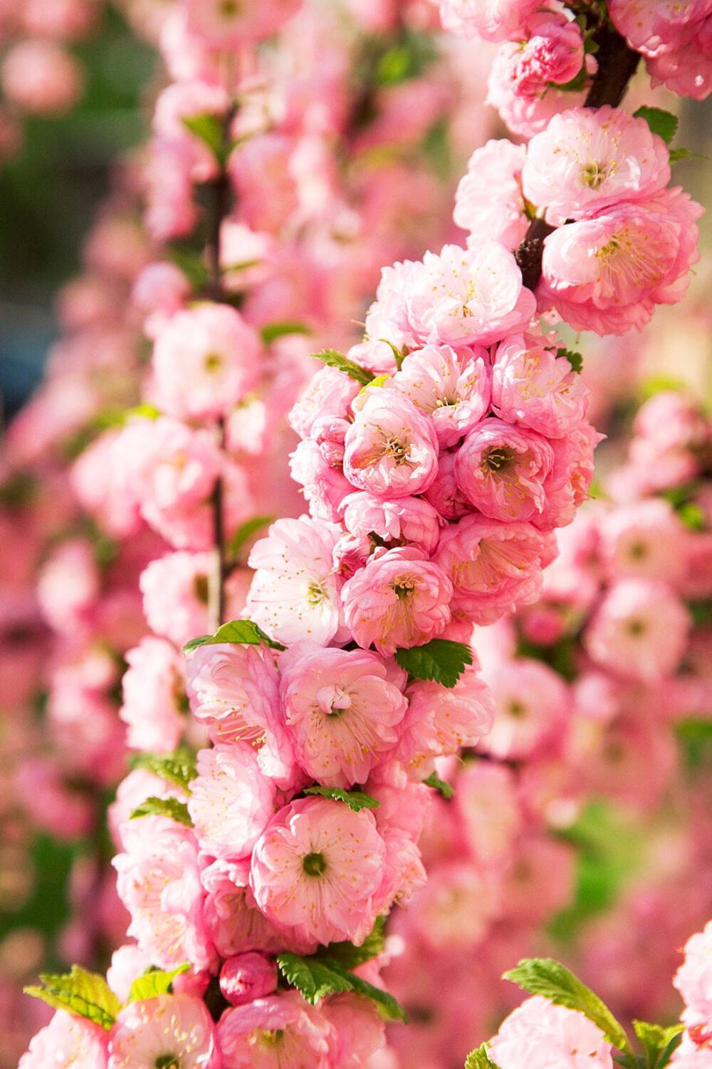 10 FLOWERING ALMOND Prunus Triloba Plum Rose Tree Double Pink Flower Shrub Seeds