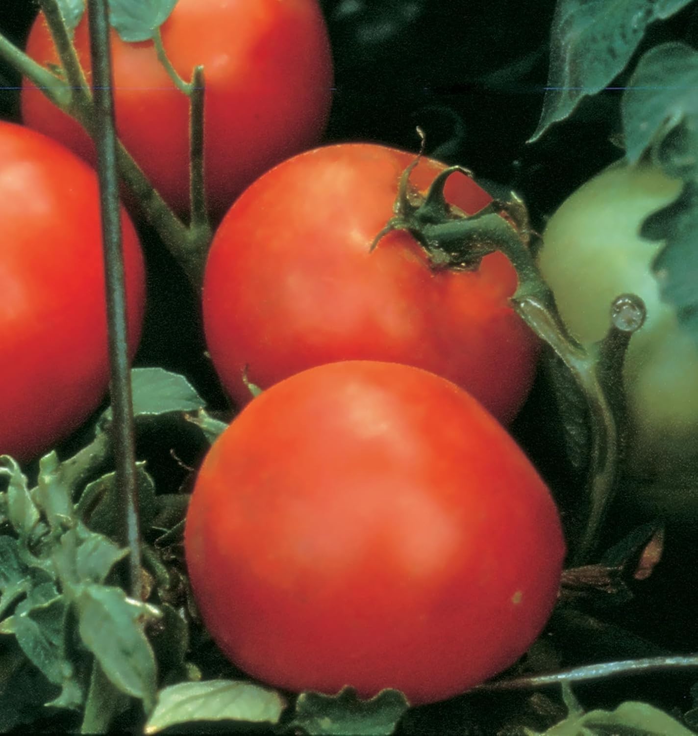 Celebrity Hybrid Non-GMO Tomato Seeds – 35 Slicer Seeds for Summer