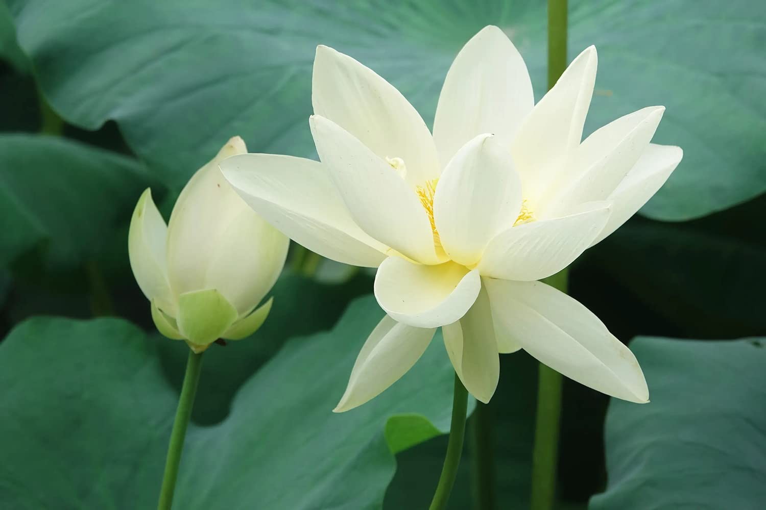 30PCS Lotus Seeds for Planting Water Lily Aquatic Pond Non-GMO Home Garden