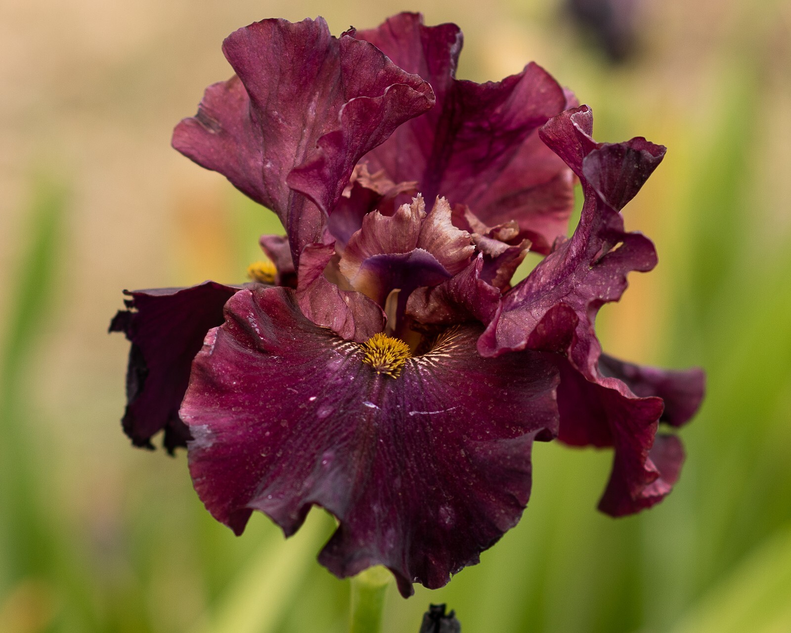 **Sweet Cherry Wine** Tall Bearded Iris. Freshly Dug, Combined Ship: Jul – Sep