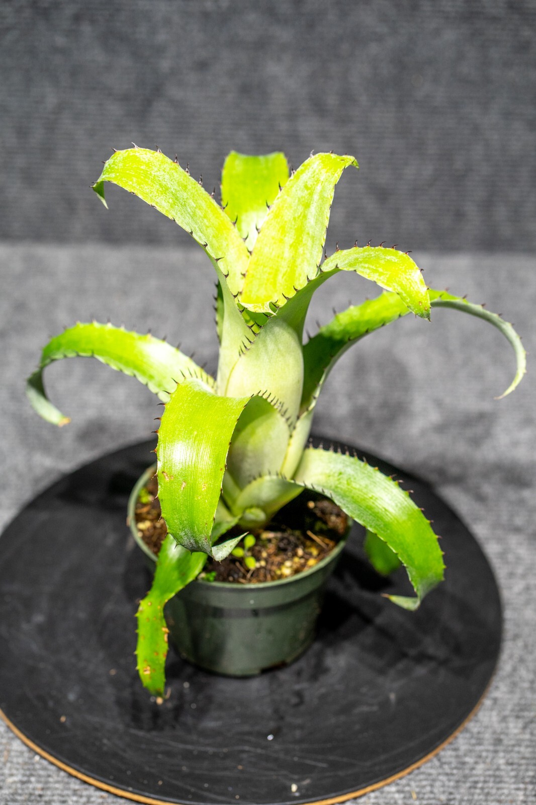 Aechmea Bromeliifolia Green 4″ pot(rare, collectors) – Live plant
