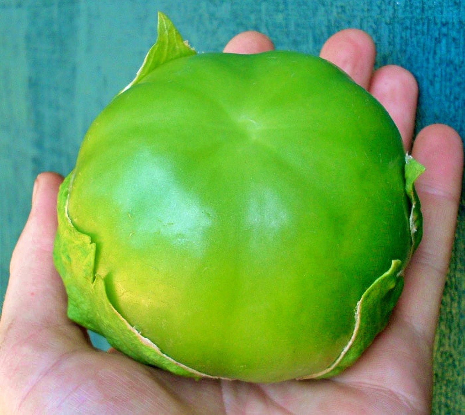 Plaza Latina Giant Green, Tomatillo