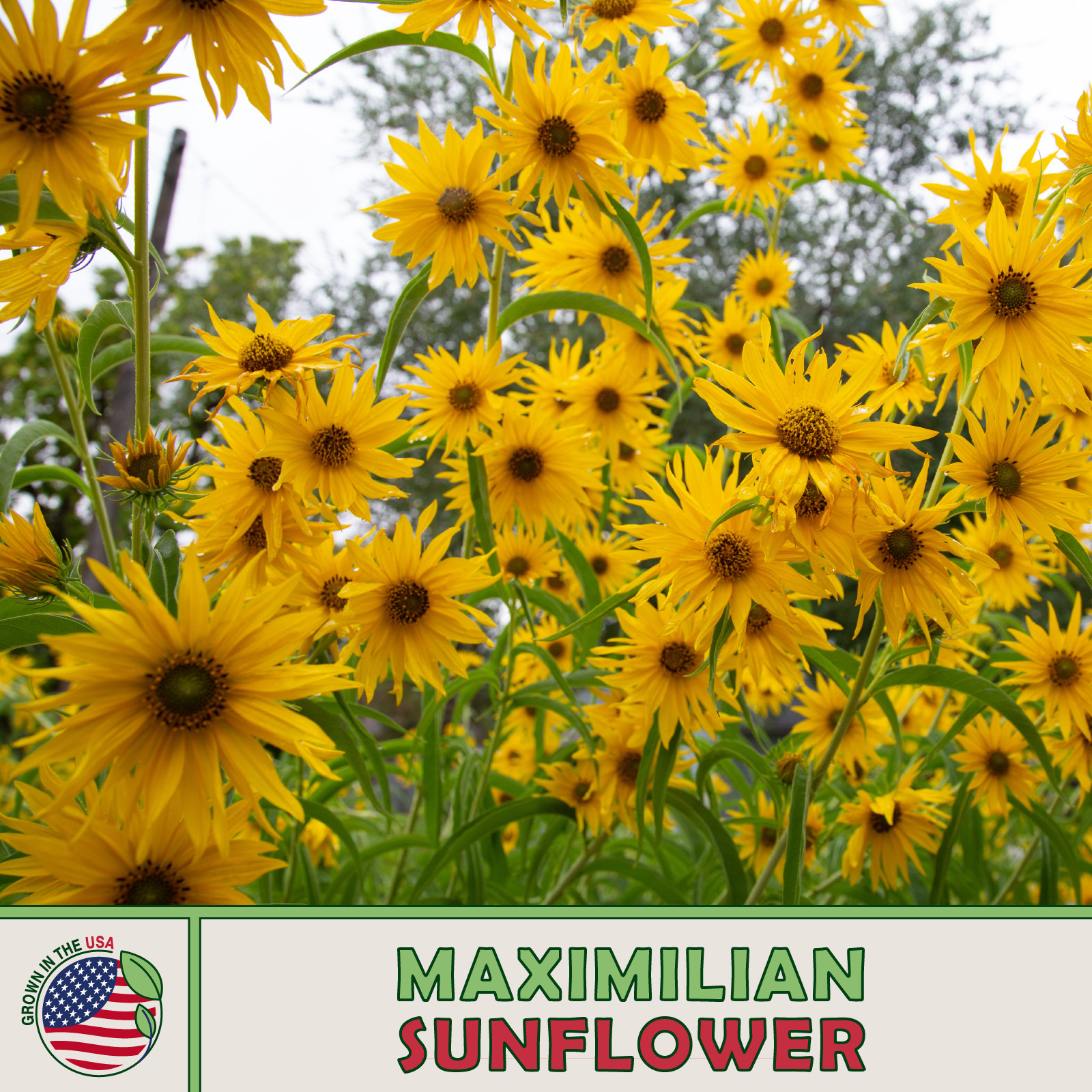 100 Maximilian Sunflower Seeds, Perennial Flowers, Butterfly Garden, Genuine USA