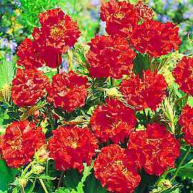 Geum chil. flora plena Double Bloody Mary 100 seeds