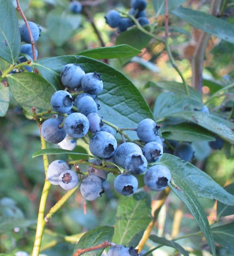 1-2000 PCS New Jersey Blueberry Tree Seeds Southern Black Highbush Fruit 0158